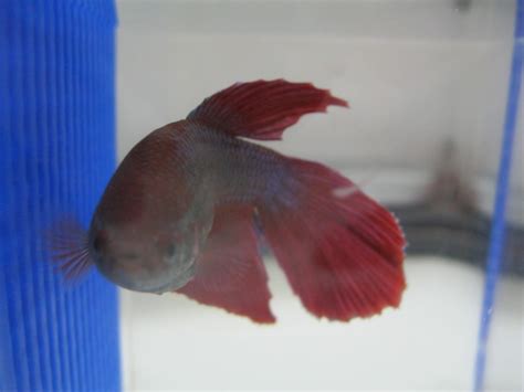 15 Common Betta Fish Diseases (With Pictures): Prevention  .